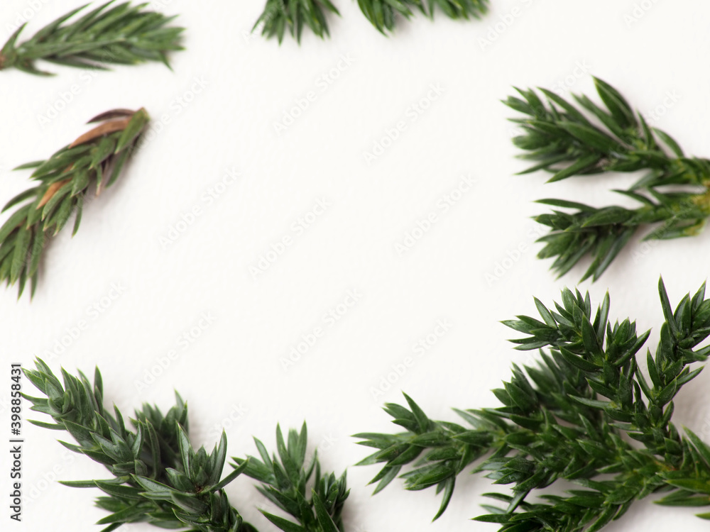 Close up shoot of Juniperus Rigida / Temple Juniper leaf, capture on a white isolated background Close up shoot of Juniperus Rigida / Temple Juniper leaf, capture on a white isolated background