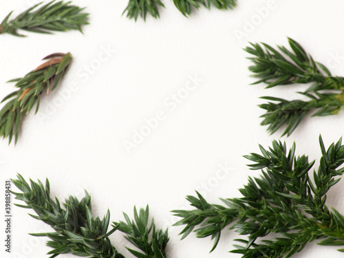 Close up shoot of Juniperus Rigida   Temple Juniper leaf  capture on a white isolated background 