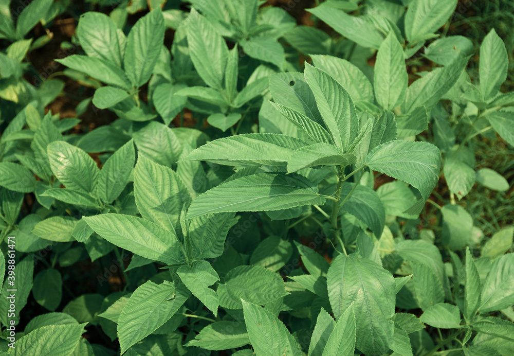 Closeup of jute plant (Corchorus olitorius species) with vibrant green leaves and branches. Shot in West Bengal, India. Closeup of jute plant (Corchorus olitorius species) with vibrant green leaves and branches. Shot in West Bengal, India.