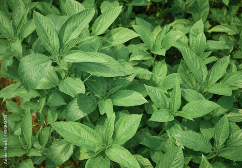 Closeup of jute plant (Corchorus olitorius species) with vibrant green leaves and branches. Shot in West Bengal, India. photo