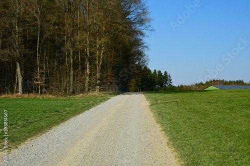Ein Feldweg führt am Wald entlang
