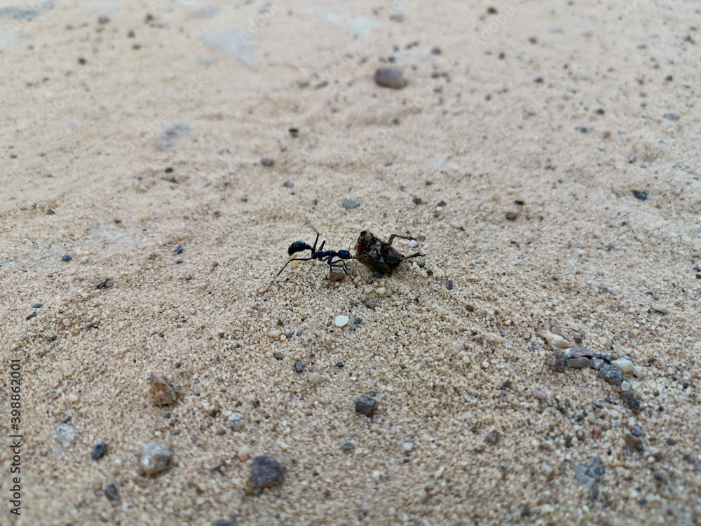 A giant ant trying to pull part of a dead beetle along a hiki a hiking trail in the national park, Mackerel Trail, Ku-ring-gai Chase National Park, Sydney, New South Wales, Australia
