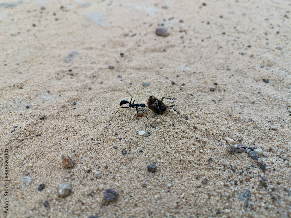 A giant ant trying to pull part of a dead beetle along a hiki a hiking trail in the national park, Mackerel Trail, Ku-ring-gai Chase National Park, Sydney, New South Wales, Australia
A giant ant trying to pull part of a dead beetle along a hiki a hiking trail in the national park, Mackerel Trail, Ku-ring-gai Chase National Park, Sydney, New South Wales, Australia