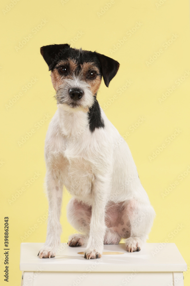 Parson Russell Terrier dog sitting on white Parson Russell Terrier dog sitting on white