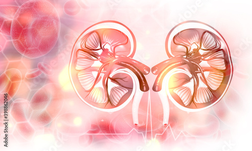 Cross section of human kidney. 3d illustration..