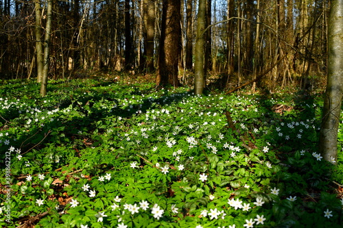 Weiße Blume eines Buschwindröschen im Wald 