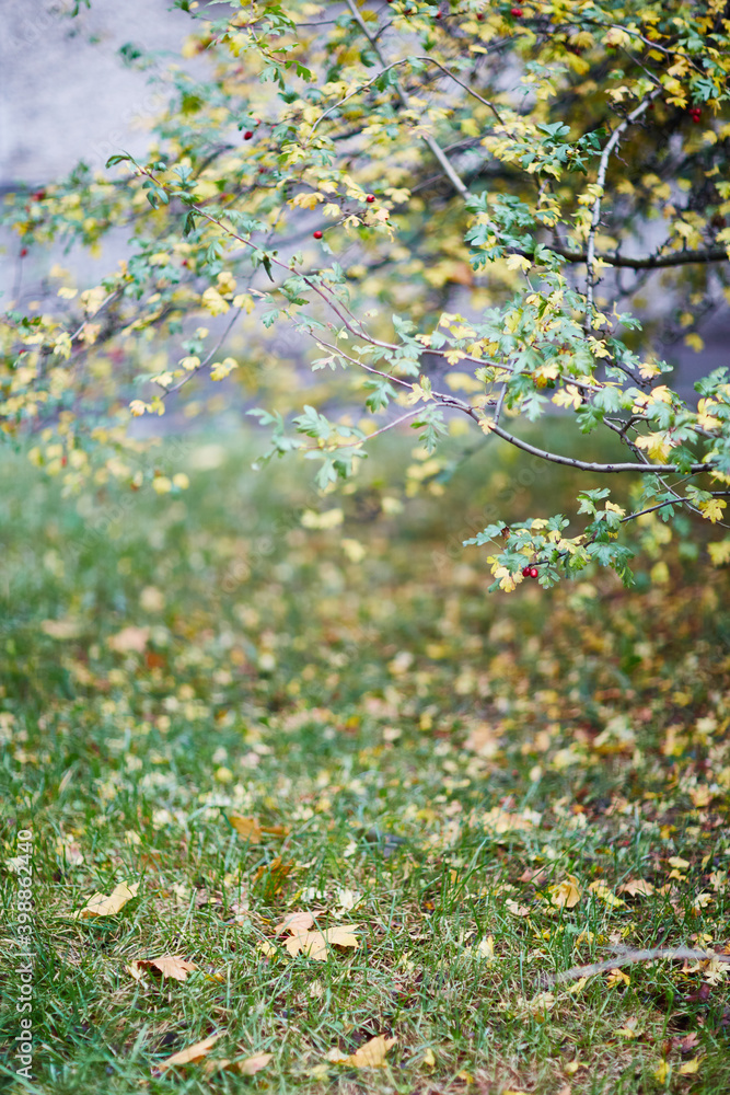 Fototapeta premium nature bagground with red leaves