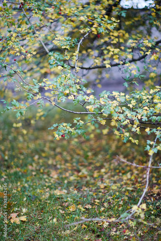 Fototapeta premium nature bagground with red leaves