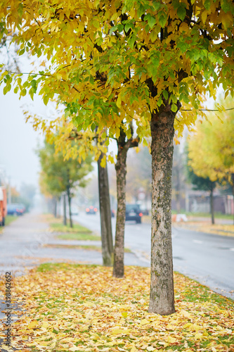 nature bagground with red leaves