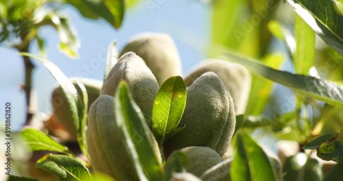 leaf and fruit of the almond tree