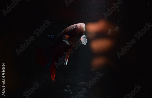 The beautiful colors of "betta fish plaque" capture the beautiful moments of the Blue and Red Fighting fish Siamese betta fish on a black background.