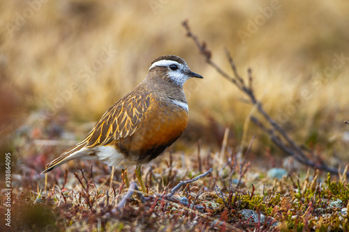 Mornellregenpfeifer (Charadrius morinellus)