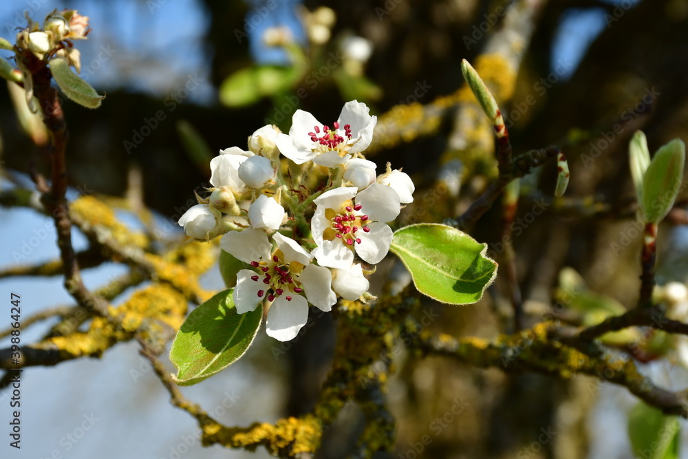 Obraz premium Eine weiße Birnenblüte im Frühling