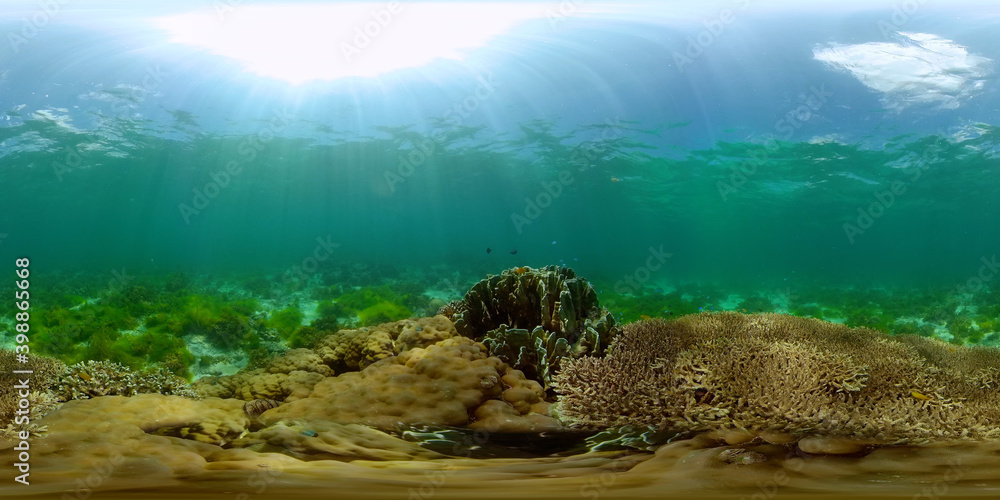 Reef Marine Underwater Scene. Tropical underwater sea fish. Philippines. Virtual Reality 360.