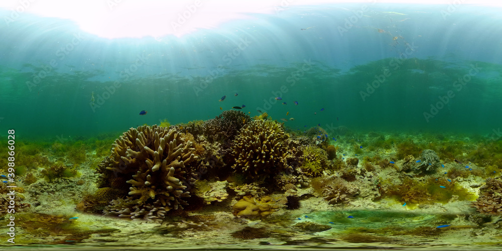 Marine scuba diving. Underwater colorful tropical coral reef seascape. Philippines. 360 panorama VR