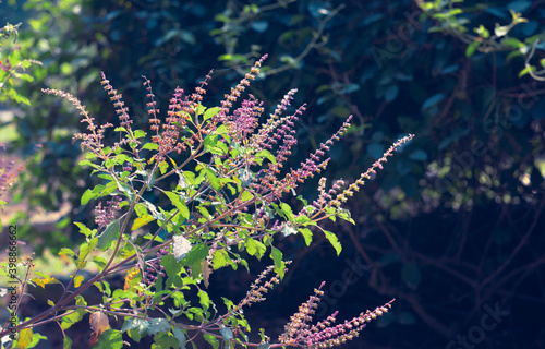 Ocimum tenuiflorum/Holy basil, commonly known as tulasi/tulsi, a medicanal plant known for its use in ayurveda, and also for religious purposes throughout India. This particular type is Krishna-tulsi.