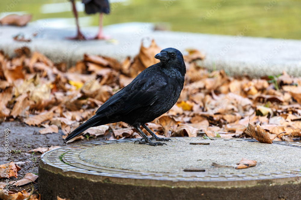 Obraz premium Crow walking in park near to the water