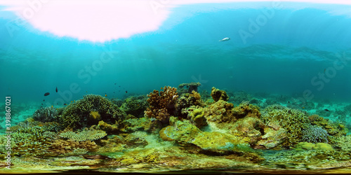 Tropical coral reef and fishes underwater. Hard and soft corals. Philippines. Virtual Reality 360.