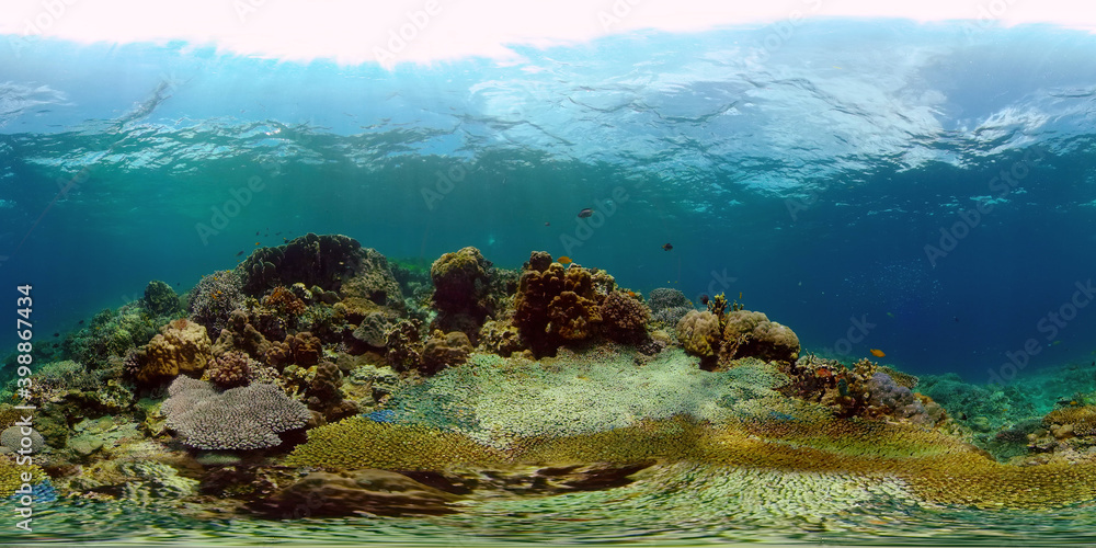 Tropical underwater sea fish. Colourful tropical coral reef. Scene reef. Philippines. Virtual Reality 360. Tropical underwater sea fish. Colourful tropical coral reef. Scene reef. Philippines. Virtual Reality 360.