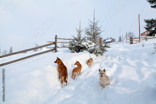 Dogs in deep snow near the wooden fence, young spruce trees covered with snow. Ukraine, Carpathians. photo