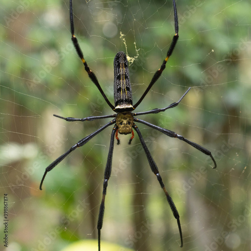 spider on cobweb in garden
