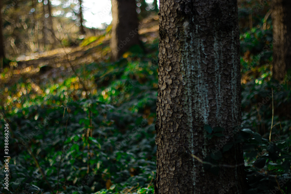 tree in the forest in winter tree in the forest in winter