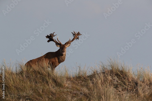 Red Deer (Cervus elaphus)  Western Pomerania Lagoon Area National Park Germany photo