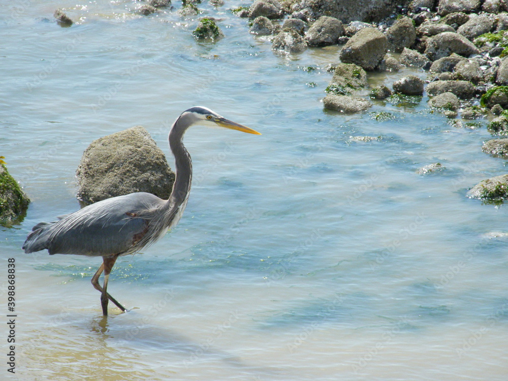 a bird a bird