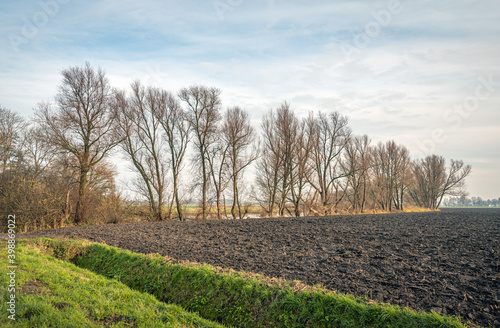 Row tall and bare trees on the edge of a freshly plowed field. In the foreground is a ditch for the drainage. The slope is covered with grass. The photo was taken in the beginning of the winter season