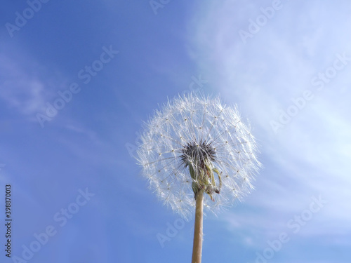 Blowball of Taraxacum plant on long stem. Blowing dandelion clock of white seeds on cloudy background of blue sky. Fluffy texture of white dandelion flower closeup. Fragility concept.