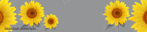 Panorama yellow sunflower flower full length on stem with leaves on grey back...