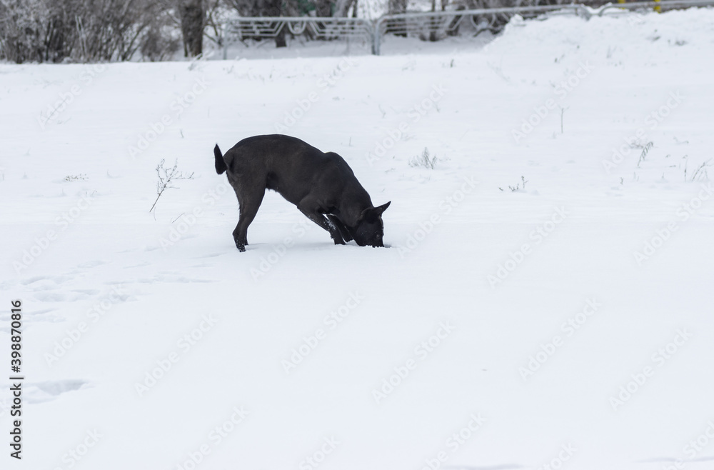 Hungry stray black dog is hunting for little mouse that hiding in deep snow Hungry stray black dog is hunting for little mouse that hiding in deep snow