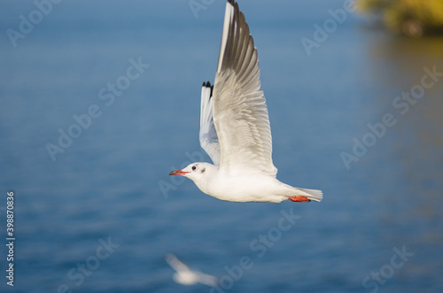 Graceful gull in fly over Dnipro river in Ukraine