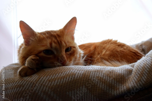 Red-headed cat