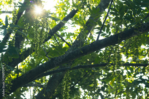 sun shining through the trees