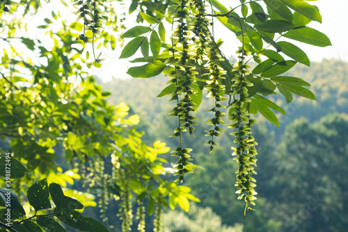 green leaves in the sun