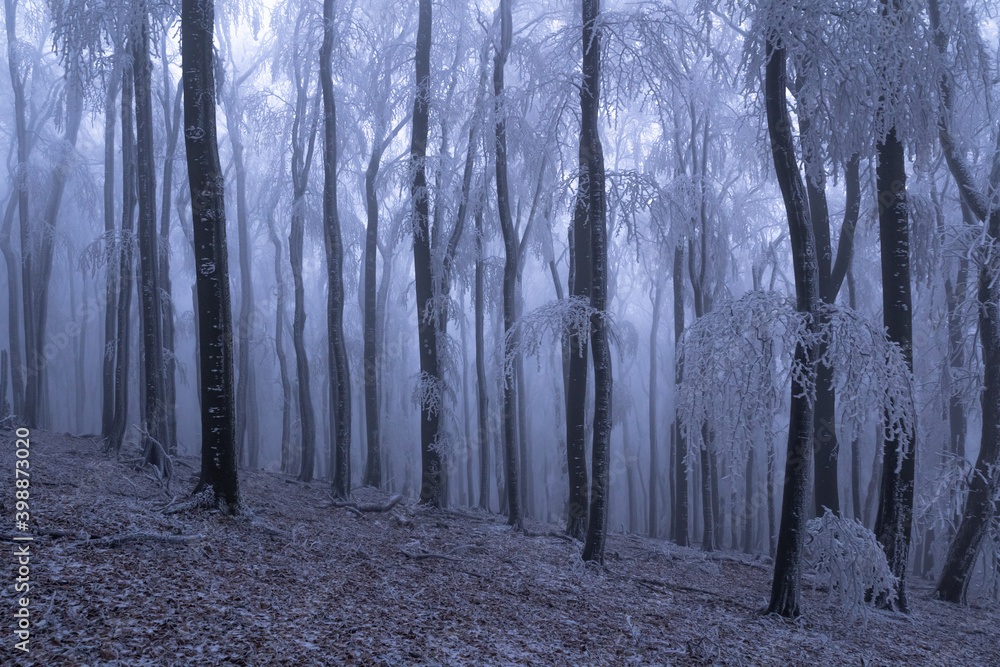 Foggy winter weather in the frozen forest. Frost and fog make a mysterious atmosphere. Foggy winter weather in the frozen forest. Frost and fog make a mysterious atmosphere.