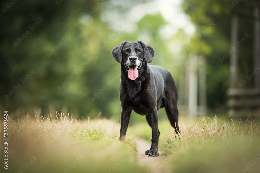 Black crossbreed dog - on meadow Black crossbreed dog - on meadow