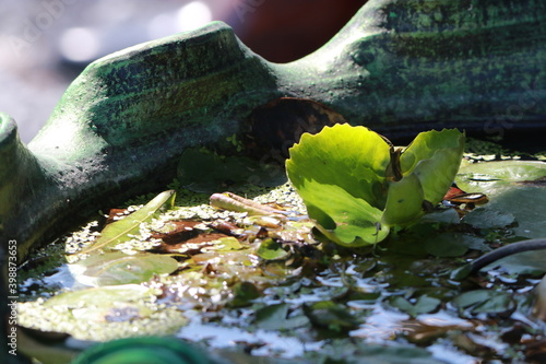Transparent lotus leaf on sunlight in the morning