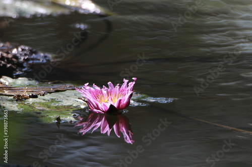 Transparent vivid leaves on sunlight in the morning