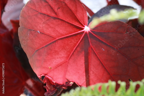 Transparent vivid leaves on sunlight in the morning