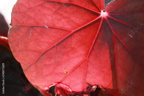 Transparent vivid leaves on sunlight in the morning