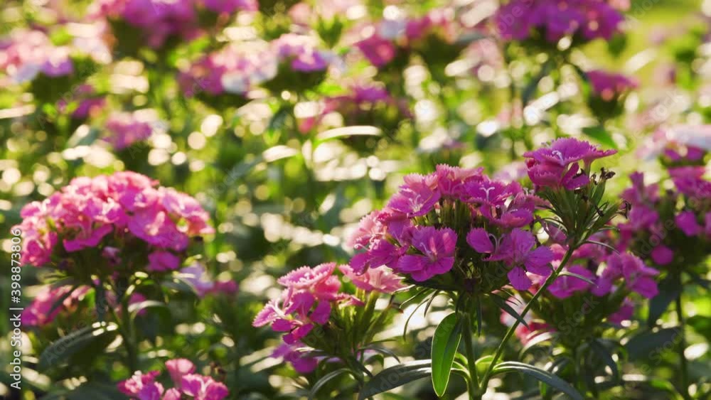 Dianthus flowers at garden. Slowly wind passing by. Beautiful sunlight and nature. Dianthus flowers at garden. Slowly wind passing by. Beautiful sunlight and nature.