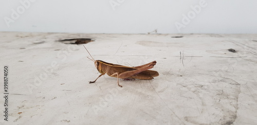 Grasshoppers are standing on the floor.