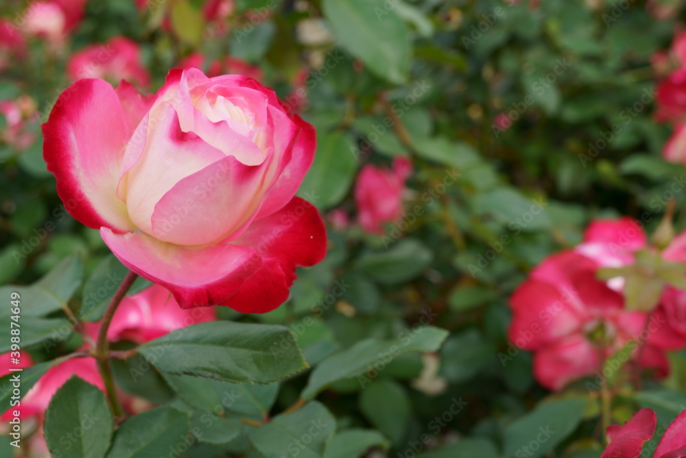 Close-up of a beautifully blooming rose named Close-up of a beautifully blooming rose named