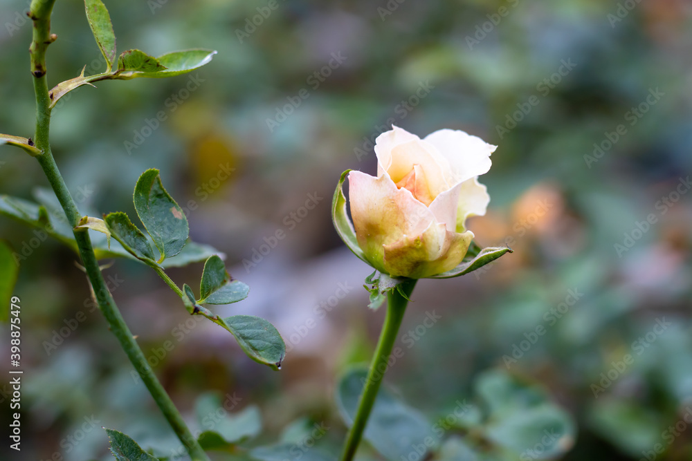 Beautiful blooming white rose inside the home garden Beautiful blooming white rose inside the home garden