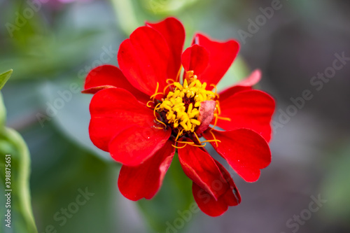Bloomed bright red flower or maxican sunflower or wild flower with leaves and green blurred background