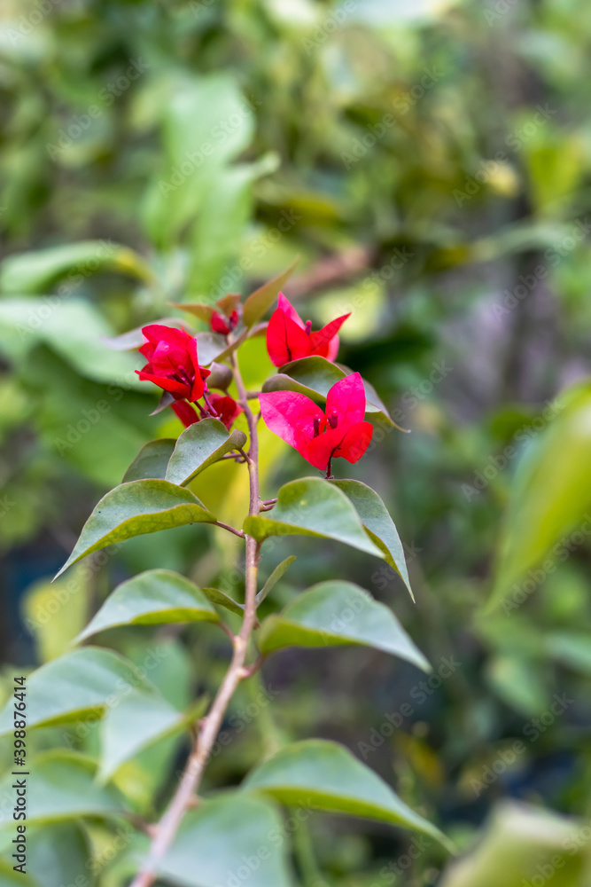 Pink bougainvillea branch with flowers in the nursery Pink bougainvillea branch with flowers in the nursery