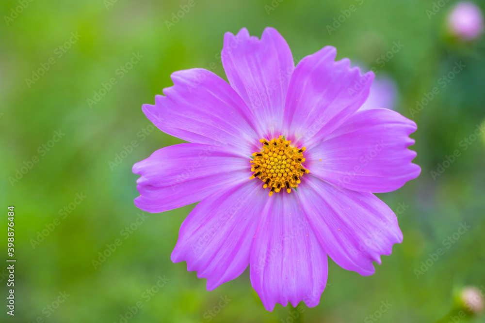 Pink common cosmos flower with yellow in the home garden Pink common cosmos flower with yellow in the home garden