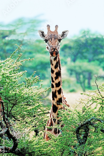 Photography Wild giraffe showing head and neck looking straight at the camera from behind a